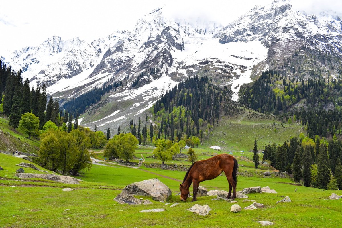 Dal Lake with colorful shikaras, snow-capped Himalayan mountains, and traditional houseboats in Kashmir.